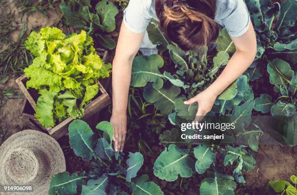 Agriculture locale